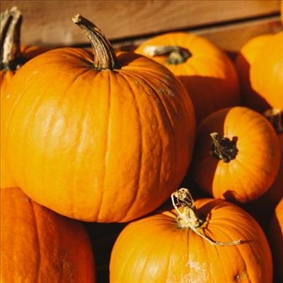Nieu-Bethesda, a pumpkin mecca