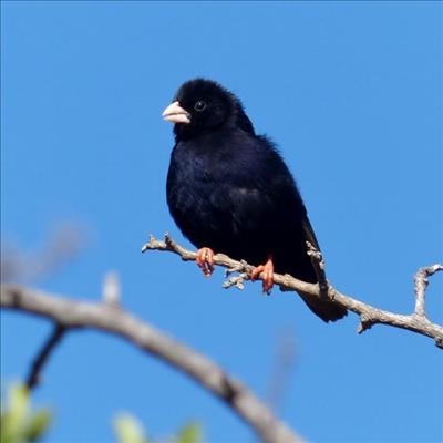 Birding Weekend - a soaring success