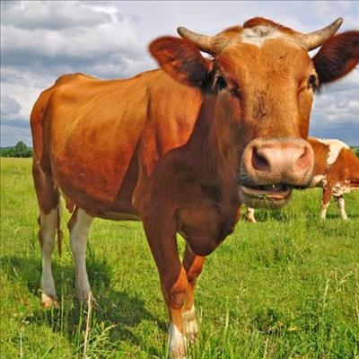 Farms fight infectious disease 