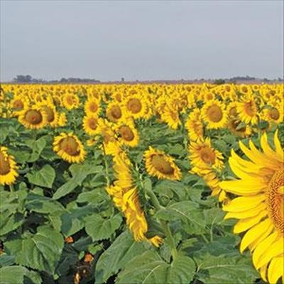 Edible oils’ cartel investigation to go ahead 