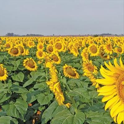 Edible oils’ cartel investigation to go ahead 