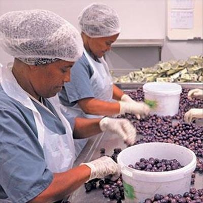 Darling’s olive processing success story 