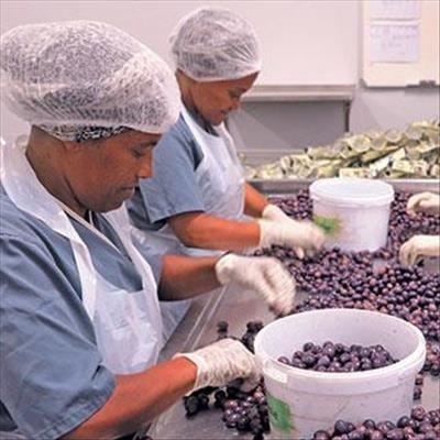Darling’s olive processing success story 