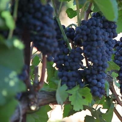 Excellent brandy grape harvest despite drought