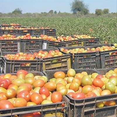 Schweppes Zimbabwe to invest in fruit-processing plant 