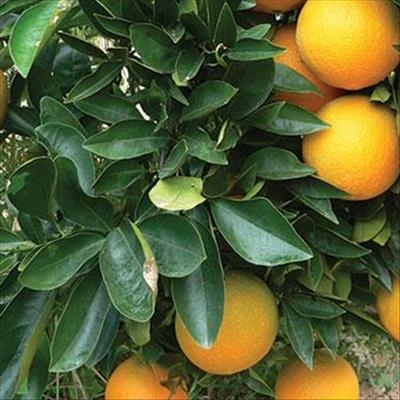 Transformation in SA citrus industry
