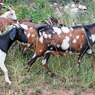 Goat health management: All you need to know 