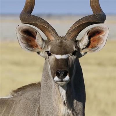 Hunting season: What you need to know | Graaff-Reinet Advertiser