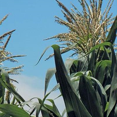Fall armyworm still a threat to crops