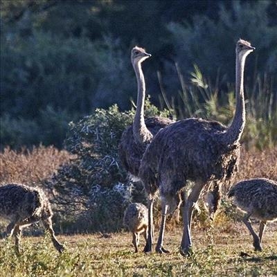 Spread your wings in Graaff-Reinet