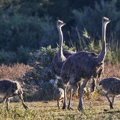 Spread your wings in Graaff-Reinet