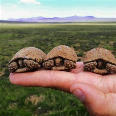 Tiny tortoises live to see another day