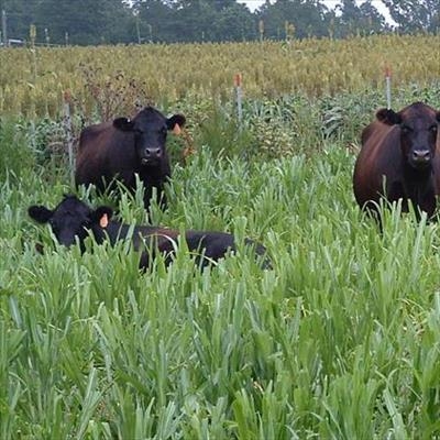 Small, medium farms essential for quality global food supply