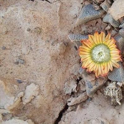 New succulent discovered