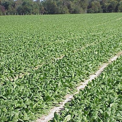 Know your spinach variants