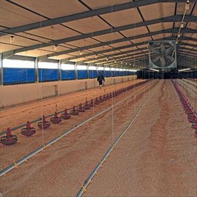 Poultry: Choose the right bedding for better broilers