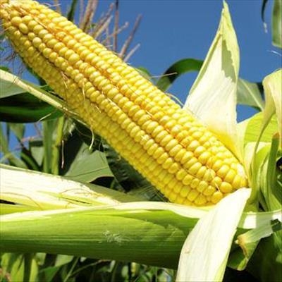 Record maize harvest forecasted