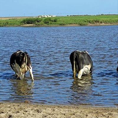 Biological farming ensures dairy farm’s success 