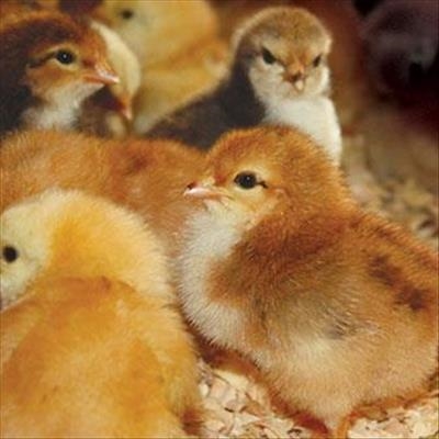Securing a market for your chickens