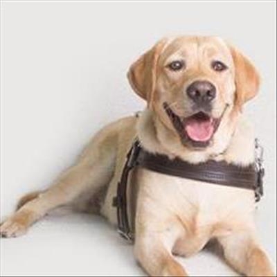 Tomorrow is International Guide Dog Day