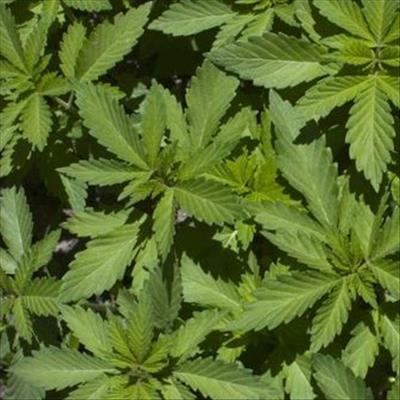 Appeal against dagga ruling