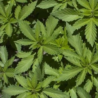 Appeal against dagga ruling