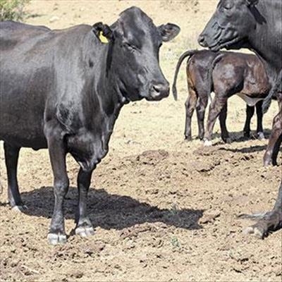 Are lick supplements worthwhile in beef production? 