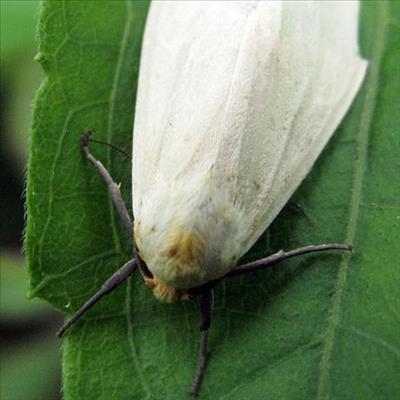 How to spray for whitefly