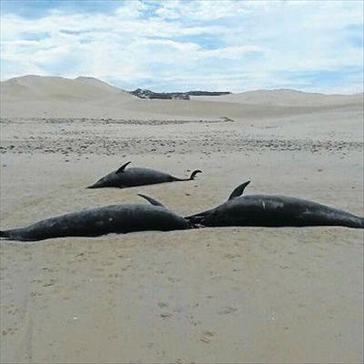 Nature will be left to deal with dead dolphins