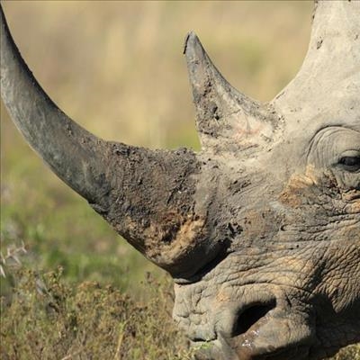 Local trade in rhino horn now legal