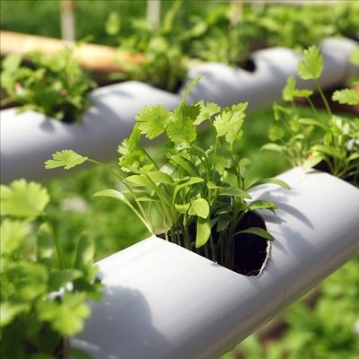 Hydroponics: Know your plants’ growth requirements