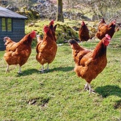 Dumping, not drought, to blame for chicken woes