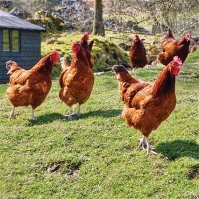 Dumping, not drought, to blame for chicken woes