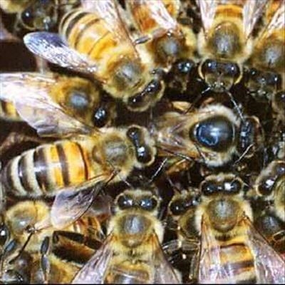Charter to help bees and pollination services