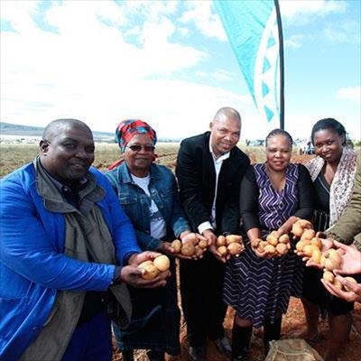 Eastern Cape potato co-ops cash in on commodity boom 