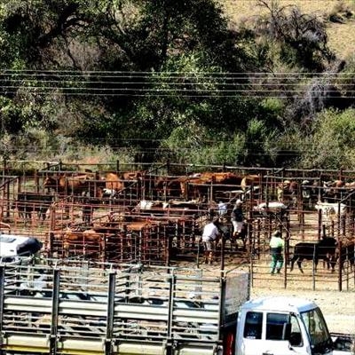 Hobson and Co Sneeuberg Cattle Sale satisfies buyers and sellers alike