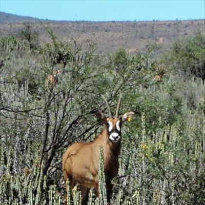 The many rewards of game farming in the Karoo