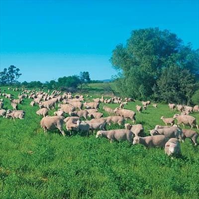 The finest Merinos in SA bred using genetic extremes