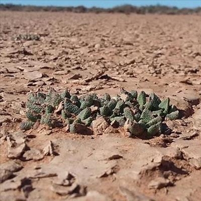 Uranium mining delayed by a minuscule plant 