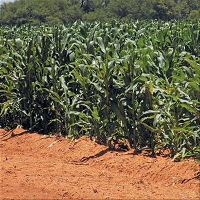 Maize production: Managing critical plant growth stages