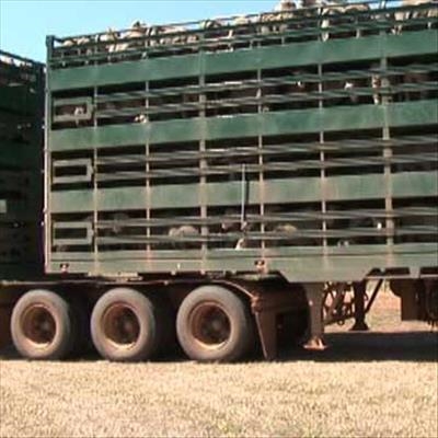Tips for stress-free livestock transporting
