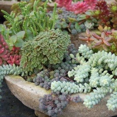 9 ways to a drought resistant garden