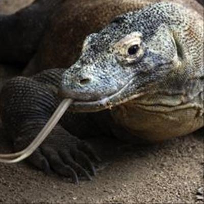 Tourist attacked by Komodo dragon in Indonesia