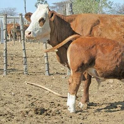How to develop and manage a small beef cattle herd