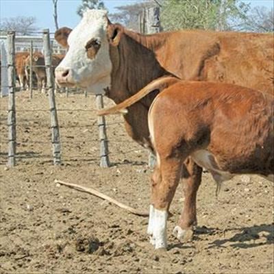 How to develop and manage a small beef cattle herd