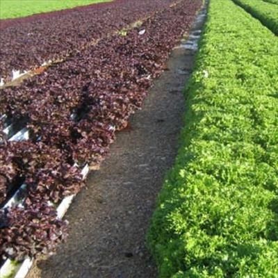 The origins of hydroponic farming