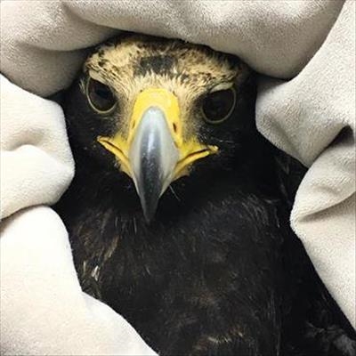 Eagle saved from roadside