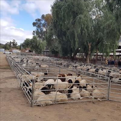Suksesvolle veiling in Graaff-Reinet