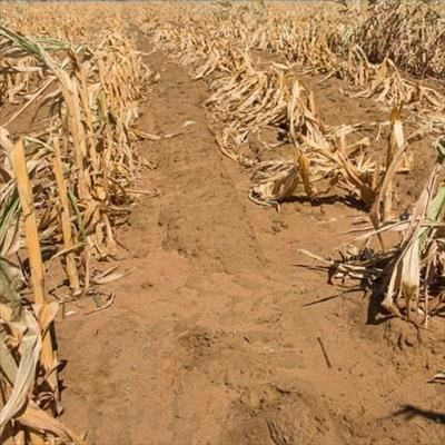Farmers received drought aid too late 