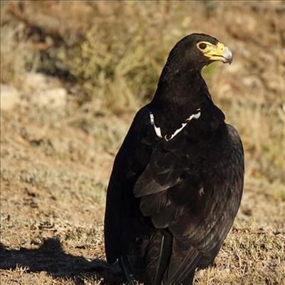 Rescued eagle released back into wild